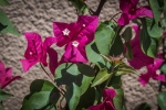 Yard Flowers-1429 blog