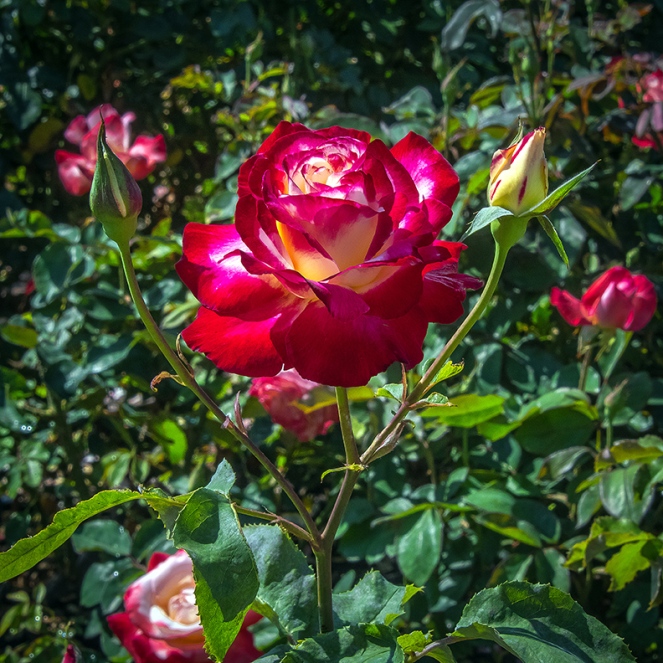 Rose Garden-1954 blog