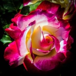Rose Garden-1956 blog