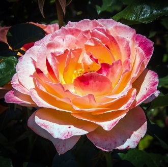Rose Garden-1958 blog
