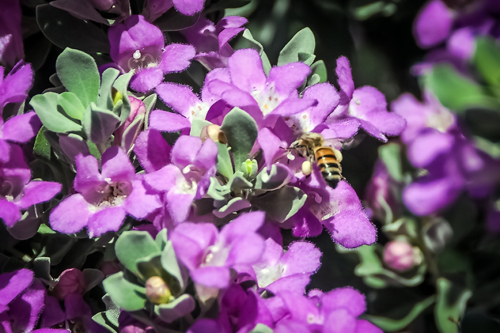 Texas Ranger Blossoms & Bee-0058 blog