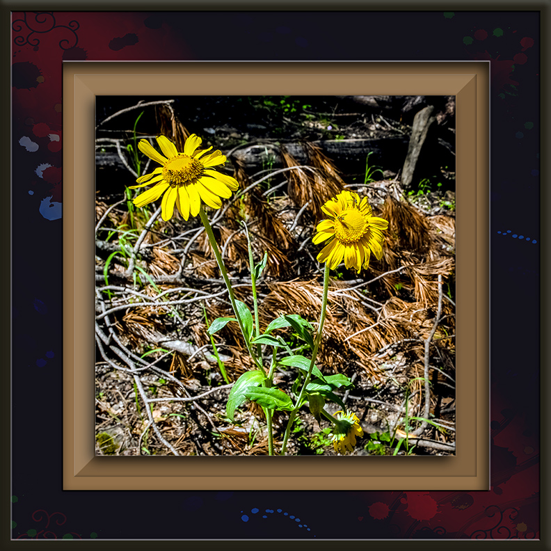 Aspen Sunflower-0247 blog