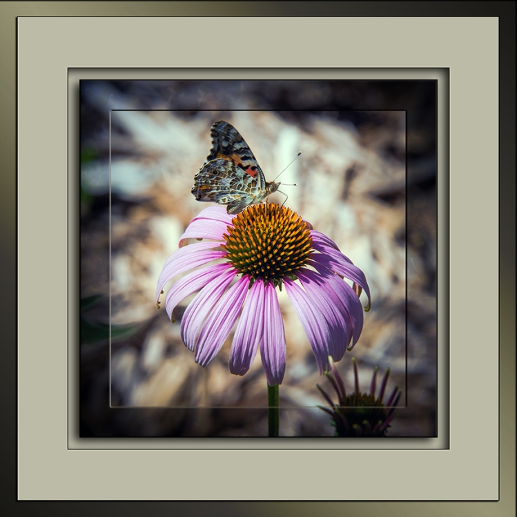 Field Cresent Butterfly-3071 framed blog