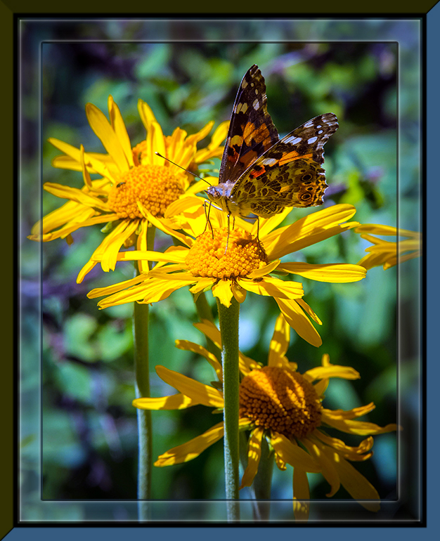 Sneezeweed &amp; Butterfly (1 of 1)-2 blog