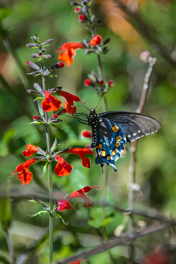 Black Swallowtail-3410 blog