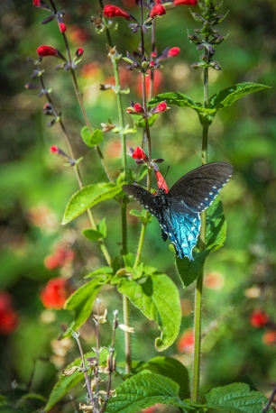Black Swallowtail-3420 blog