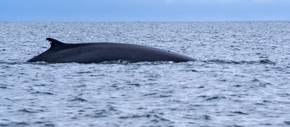 Whale in the Sea of Cortez
