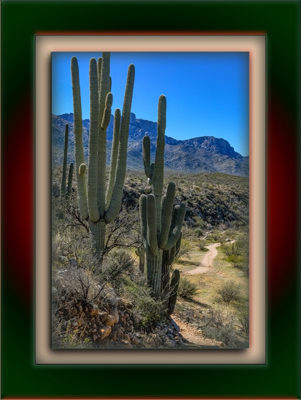 Saguaros Near Trail-1248 blog
