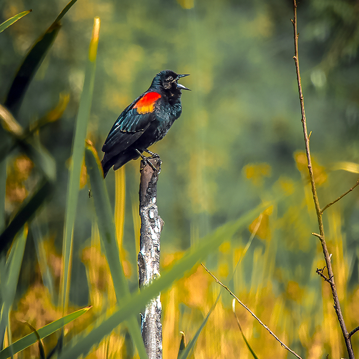 Red-winded Blackbird-blog