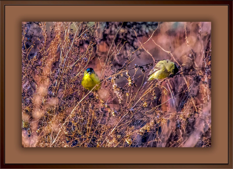 Common Yellowthroat Warbler-Edit-1-blog-1