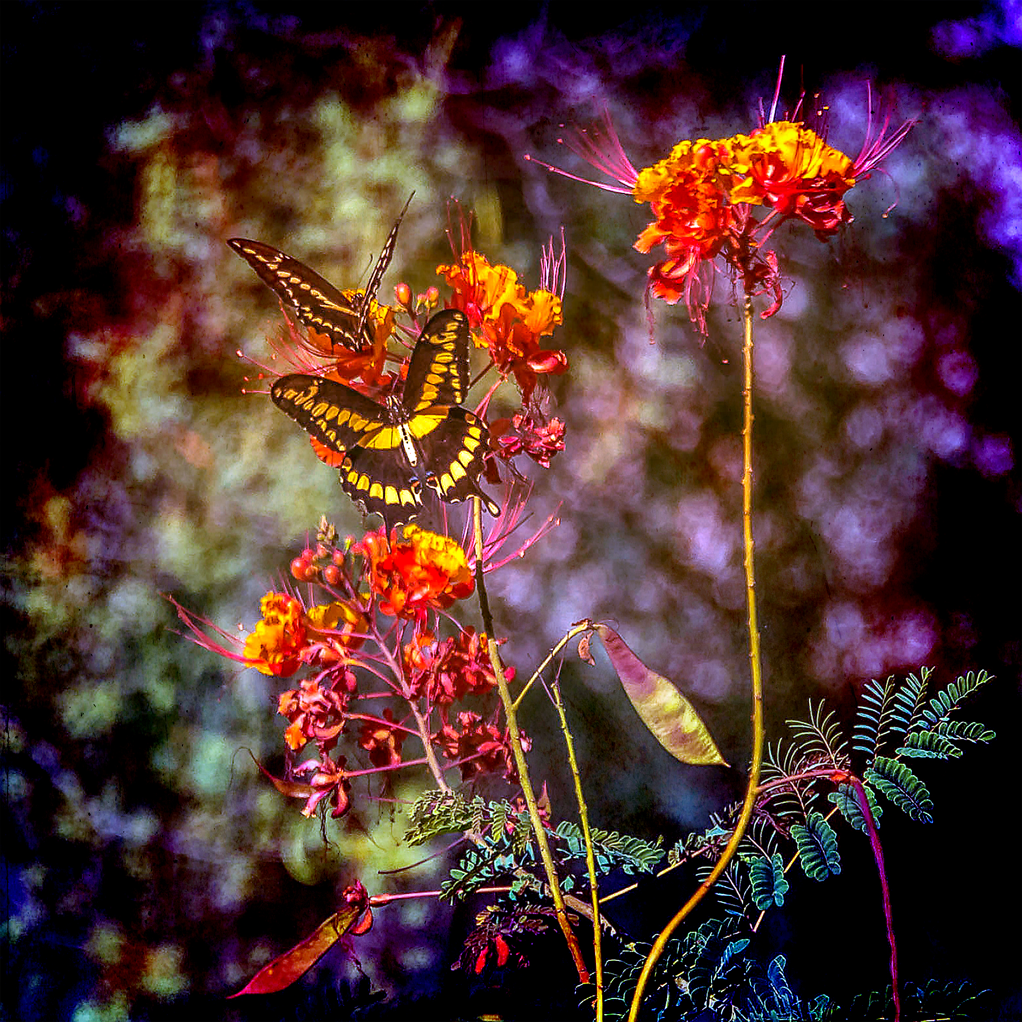 Two-Tailed Swallowtail Butterflies-art.jpg