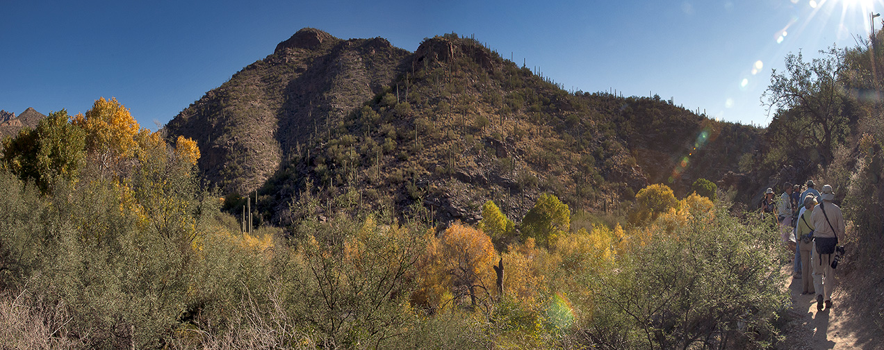 Sabino Canyon Fall Colors -Panorama2 blog