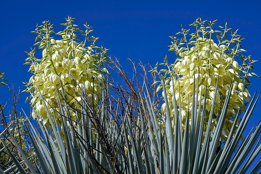 Yucca Blossoms-72