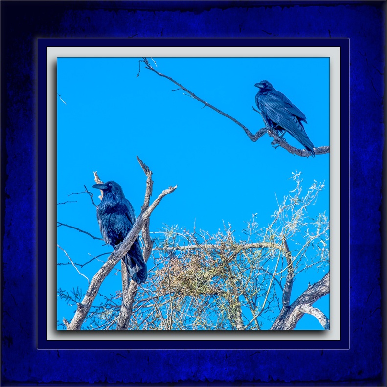 A Pair of Ravens-72