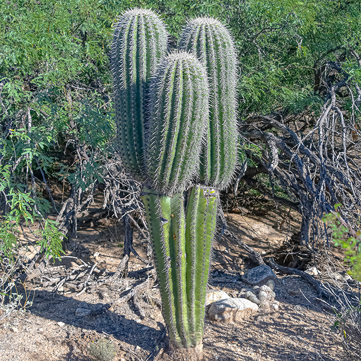Saguara Cactus-72