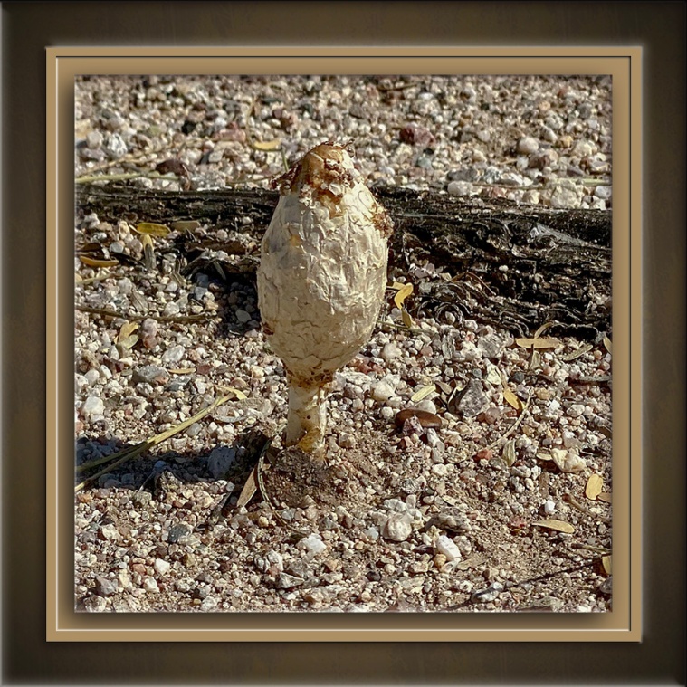 Desert Mushroom (Podaxis pistillaris)-72