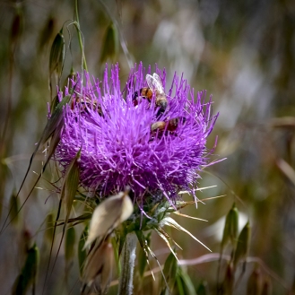 Bees On Thistle-72