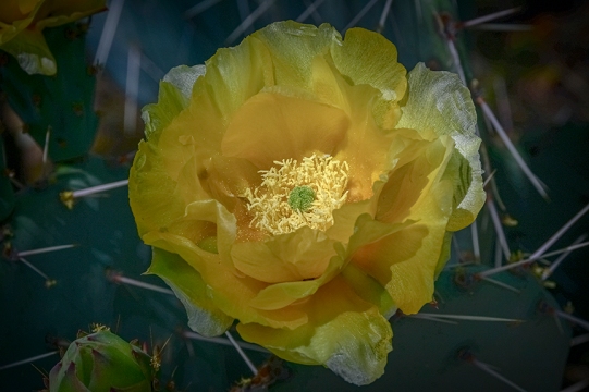Cactus Blossom-72