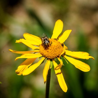 Mexican Cactus Fly on Sneezeweed